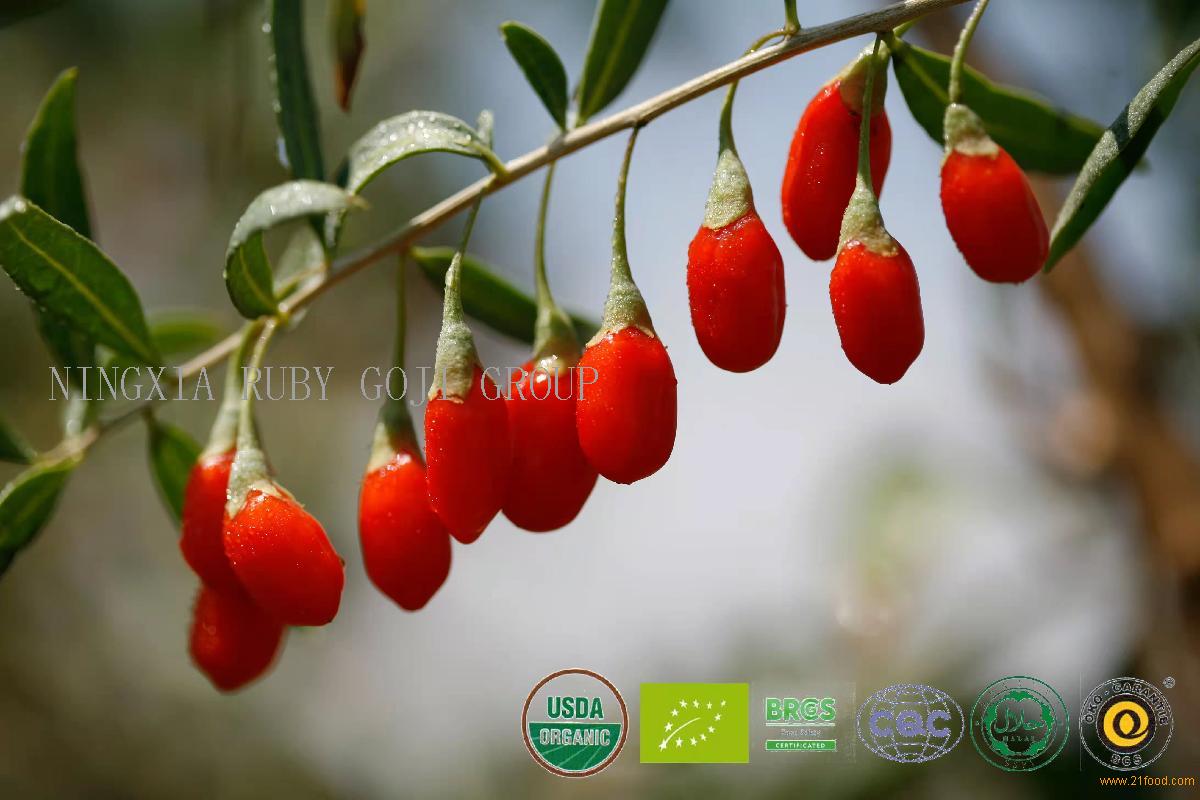 Ningxia Goji Berry Dried Goji Berries in Bulk