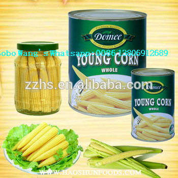 HALAL Products Baby Corn Processing Canned Baby Corn in Glass Jars Canned Vegetable