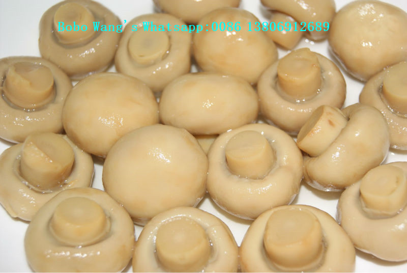 Canned Whole Mushroom Button Mushroom Price Mushroom in Brine