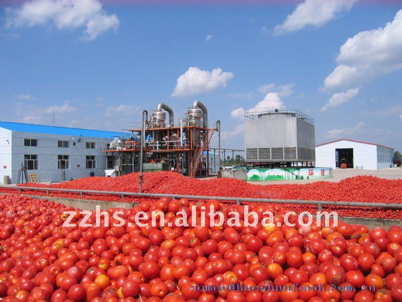 Concentrate Tomato Paste
