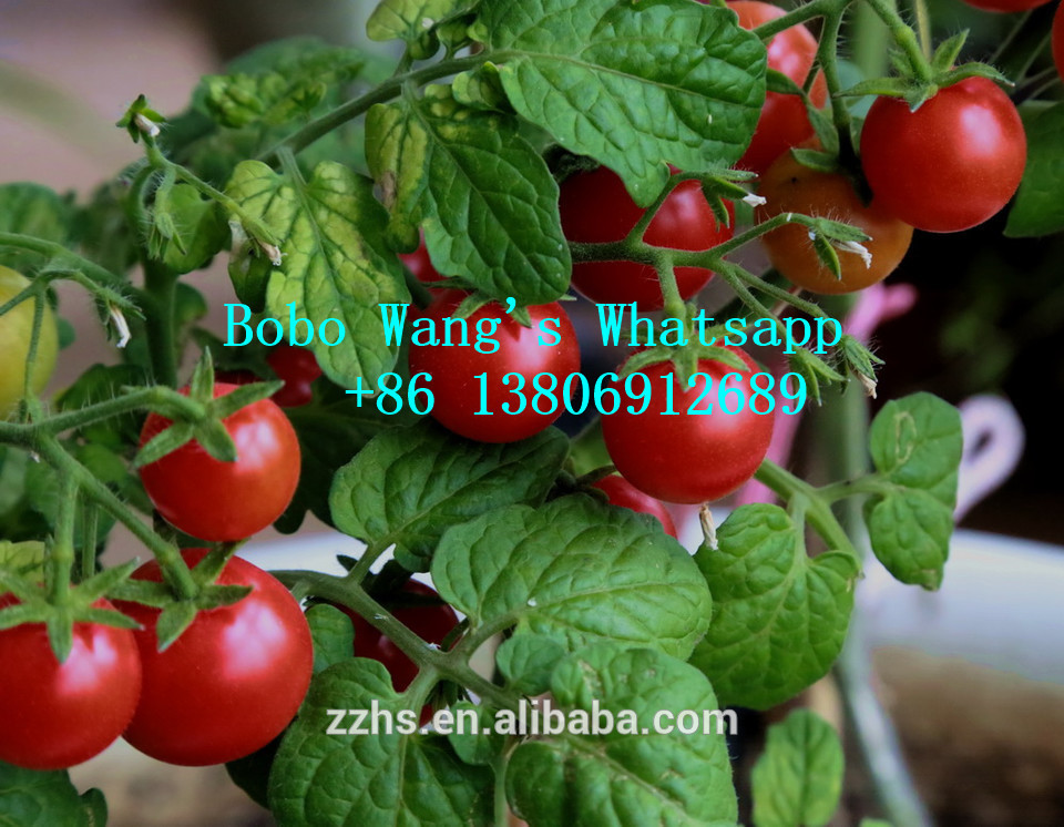 Double Concentrate Canned Tomato Paste