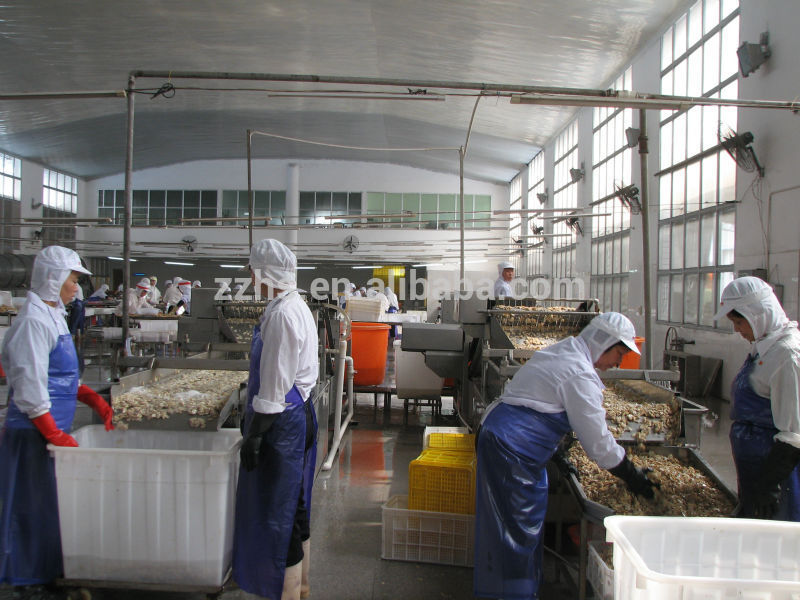 Whole or P & S Mushroom in Drums 42-43KGs Per Drum Mushroom Brand for Brazil Market