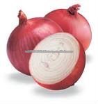 direct Factory sale Fresh Red Onion