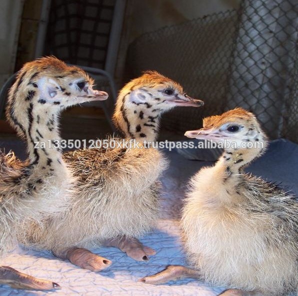 Ostrich Chicks , Fertilized Eggs,Red and Black neck ostrich chicks
