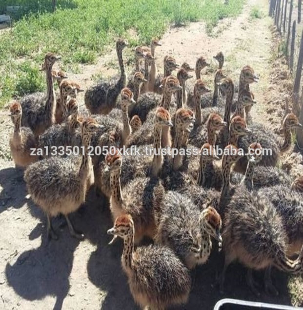 Ostrich Chicks , Fertilized Eggs,Red and Black neck ostrich chicks