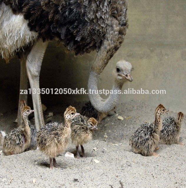 Ostrich Chicks , Fertilized Eggs,Red and Black neck ostrich chicks