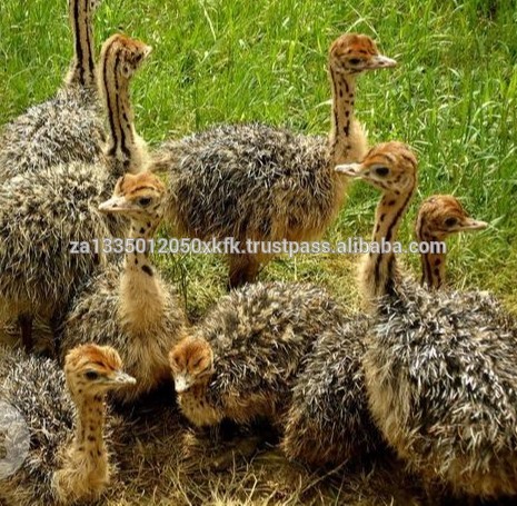 Ostrich Chicks , Fertilized Eggs,Red and Black neck ostrich chicks