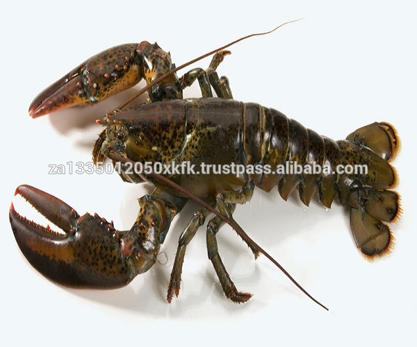 Spiny lobster (panulirus polyphagus)
