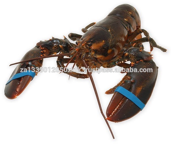 Spiny lobster (panulirus polyphagus)