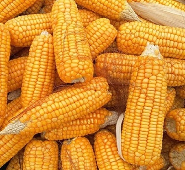 Best Quality Yellow Maize,South Africa price supplier - 21food