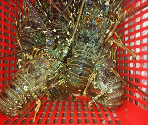 Live Lobster, Spiny Lobster, Frozen Lobster,South Africa price supplier ...