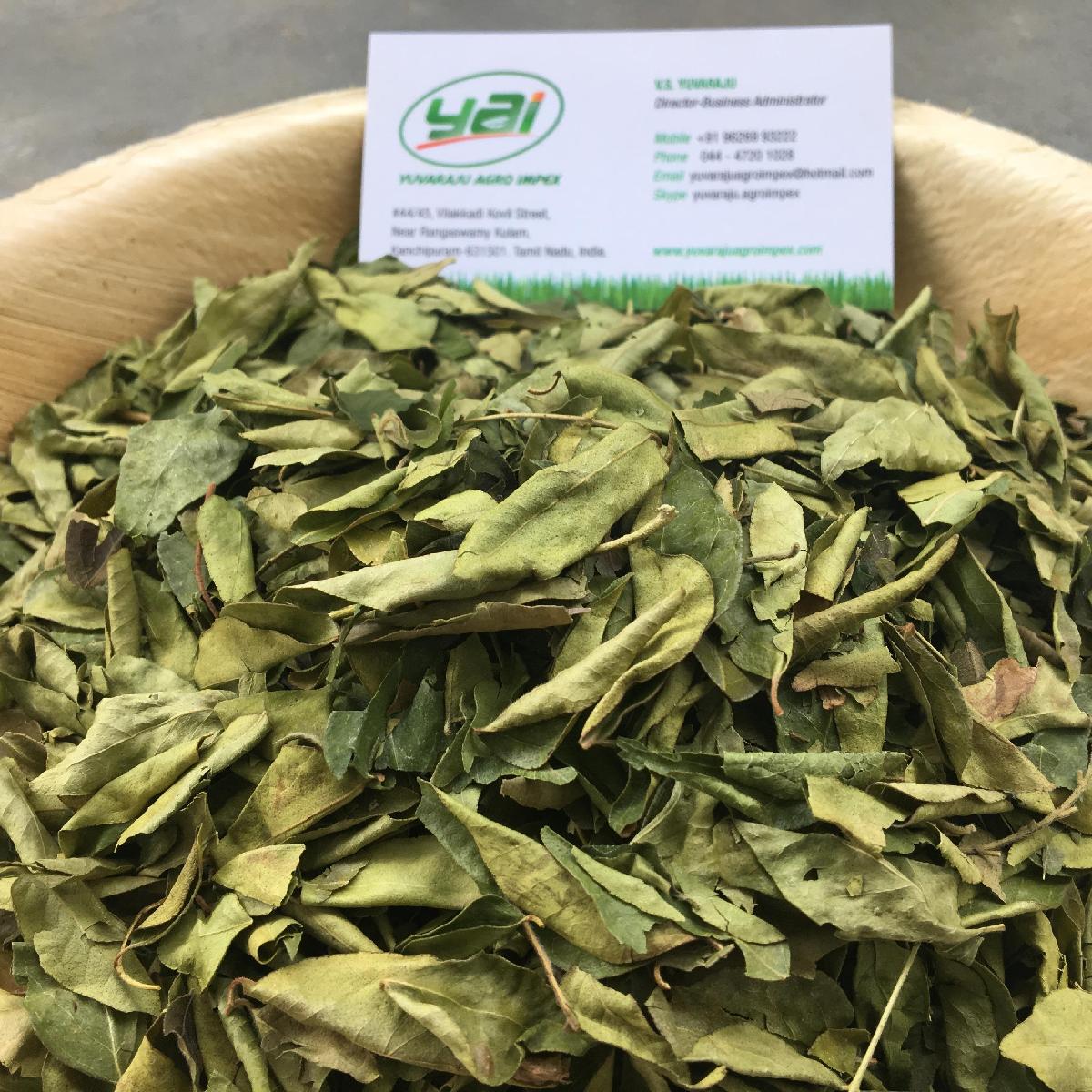 Dried Curry Leaves Supplier From India India Price Supplier 21food dried-curry-leaves-supplier-from-india-india-price-supplier-21food