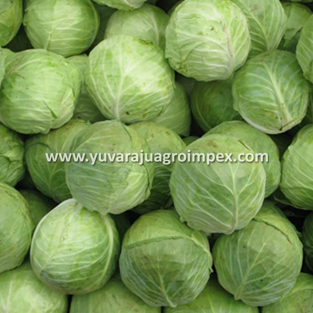 Fresh Indian Vegetables Cabbage Exporters In India To Malaysia/Canada/Singapore