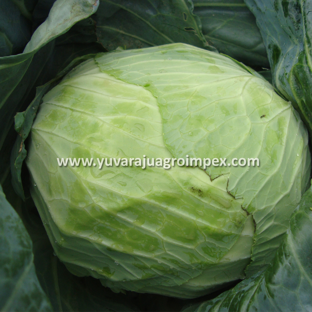Fresh Indian Vegetables Cabbage Exporters In India To Malaysia/Canada/Singapore