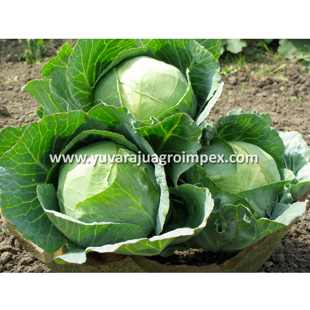 Fresh Indian Vegetables Cabbage Exporters In India To Malaysia/Canada/Singapore