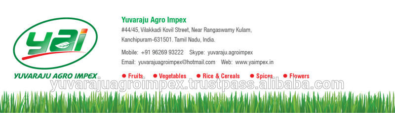 Fresh Indian Vegetables Cabbage Exporters In India To Malaysia/Canada/Singapore