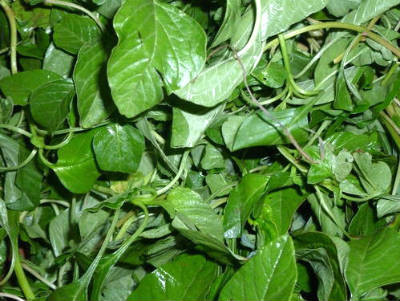 Fresh Arakkeerai/Amaranthus Tricolor leaves/Thotakura/koyagura/Chauli ...