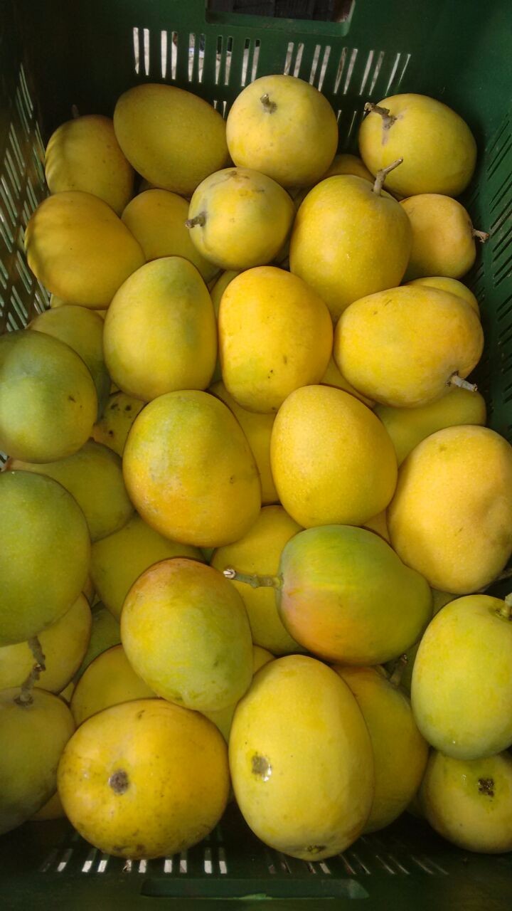 Fresh Alphonso Mango One Of The Best Exporters In India,India price