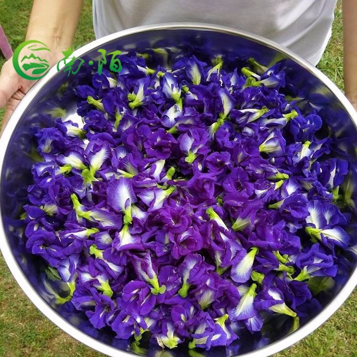 Dried Flowers Supplier China at Rose Vinson blog