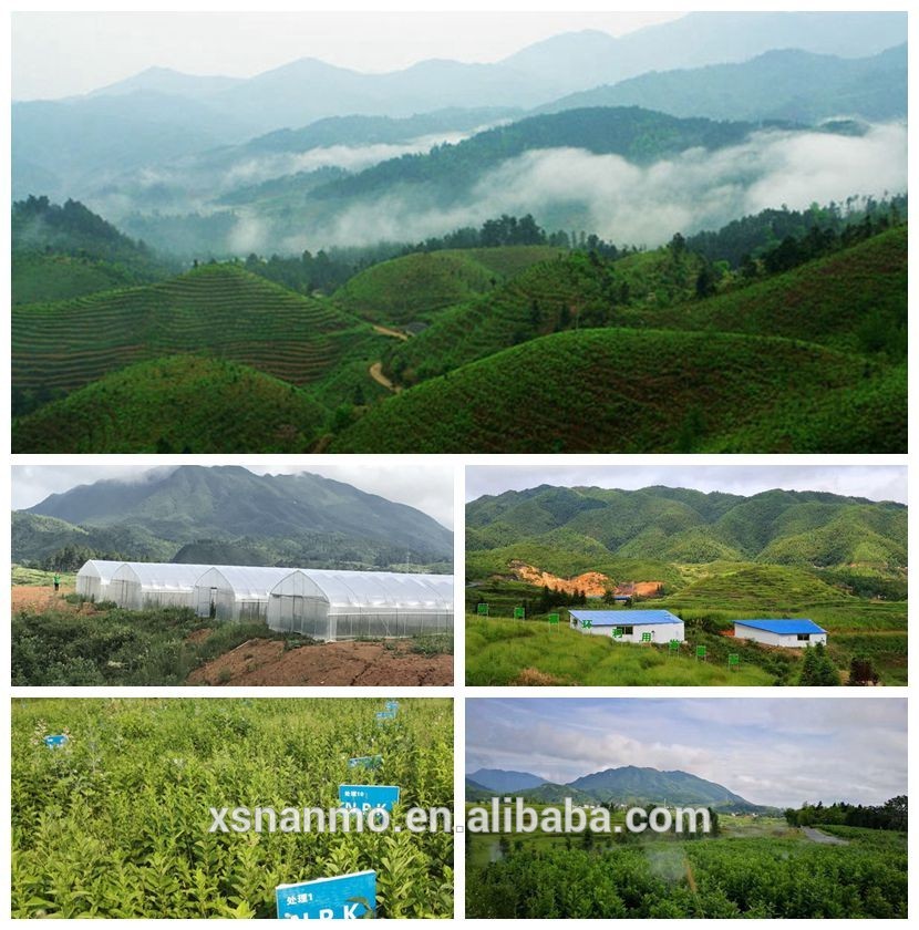 Mixed Spices Product Type lemon grass  Herbs For Bulk Sale