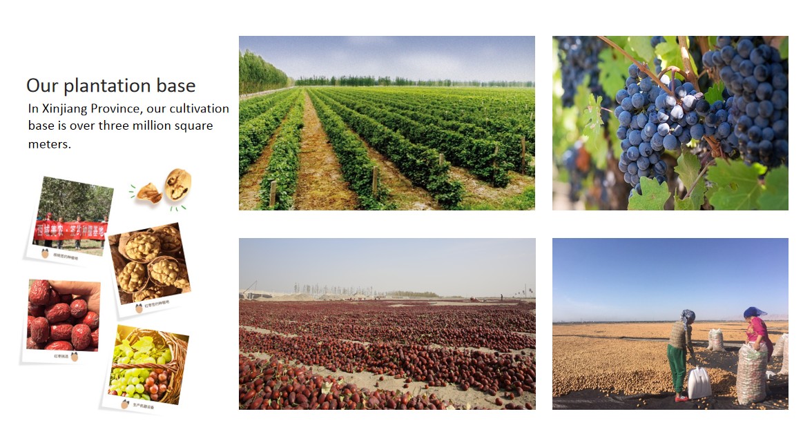 Chinese 185 Paper Shelled Walnut, Walnut In Shell, Walnut Kernel Manufacturer