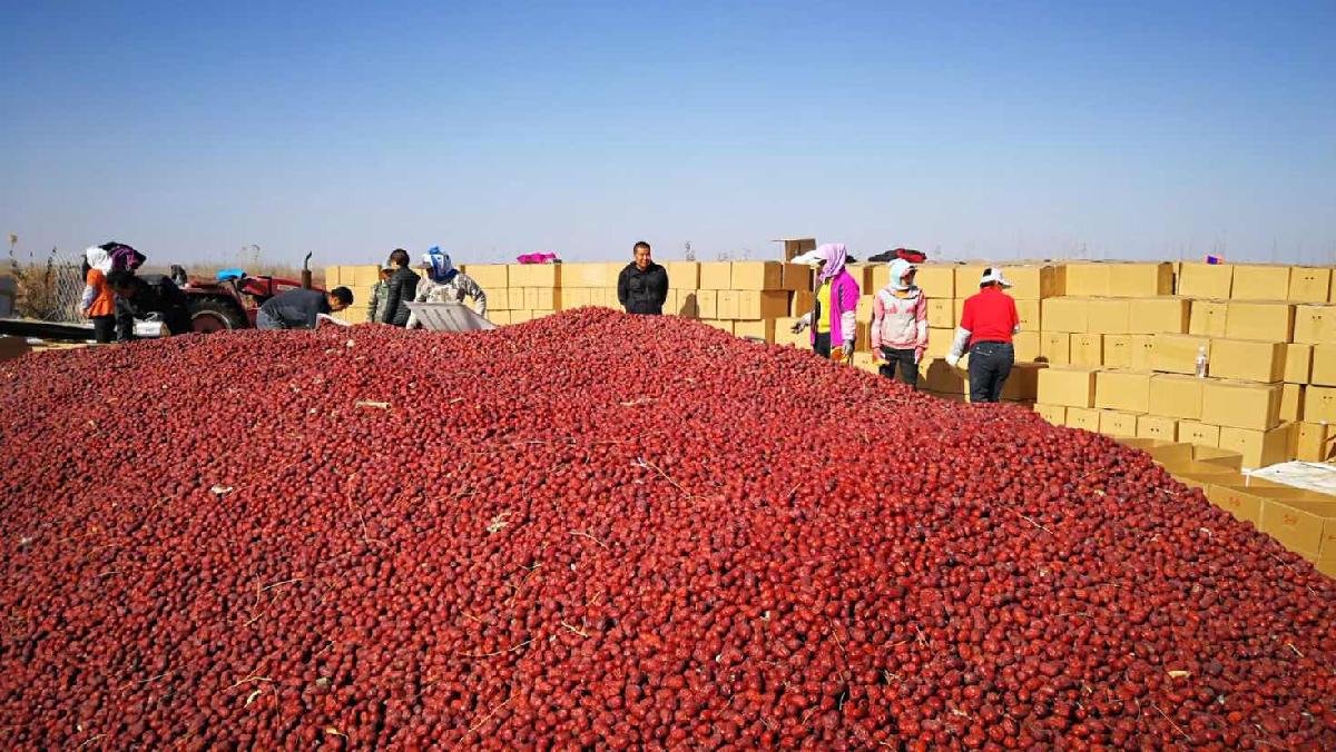 Chinese factory supply export of dates best price Hot Sell Dried Dates Fruit small seedless Hotan Da Zao