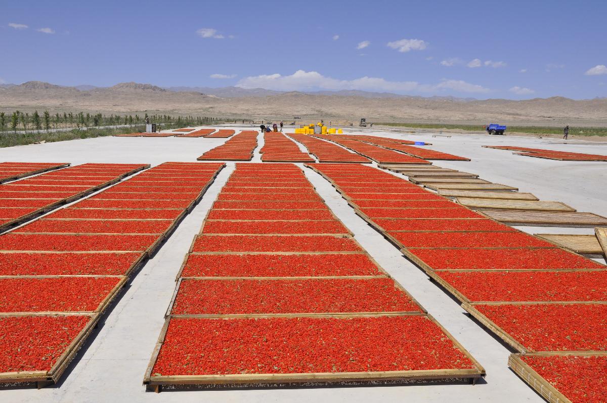 High quality hotsale Chinese dried goji berries from Ningxia