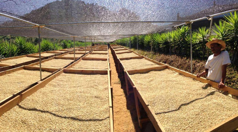 Private label fresh arabica roasted Coffee Beans