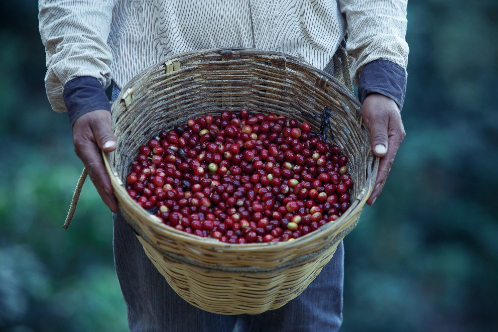 Private label fresh arabica roasted Coffee Beans