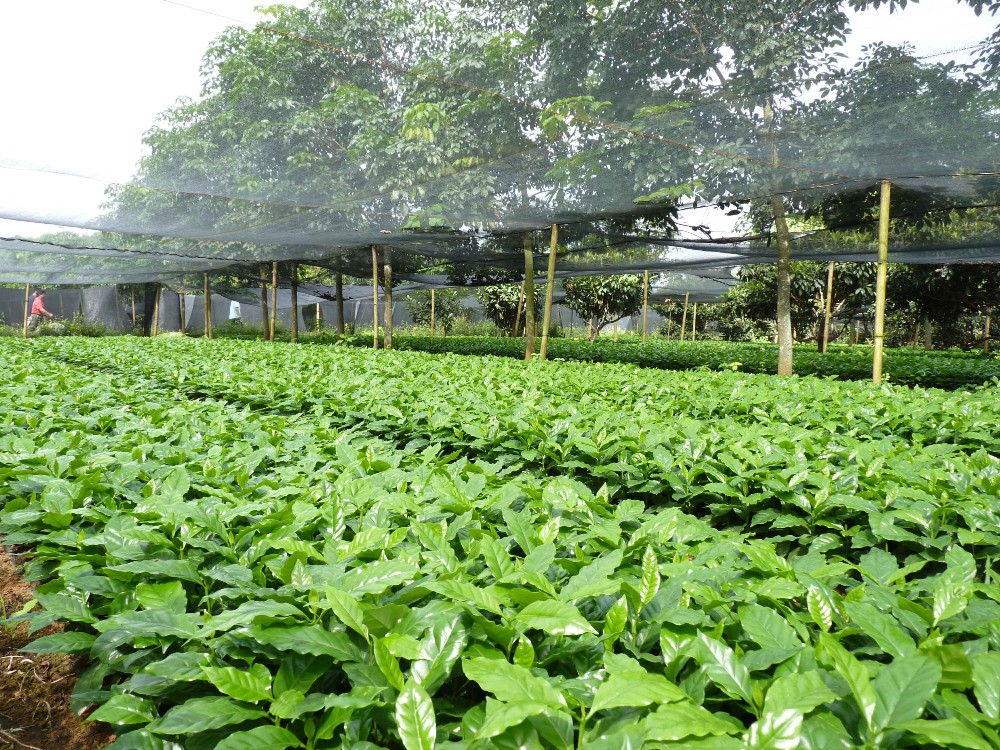 Private label fresh arabica roasted Coffee Beans