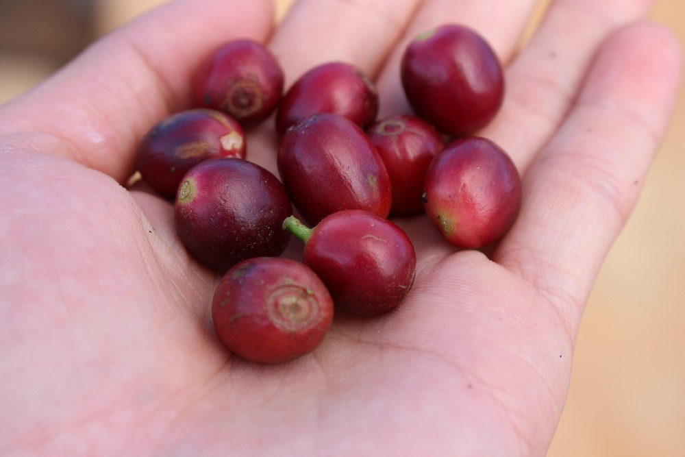 Private label fresh arabica roasted Coffee Beans