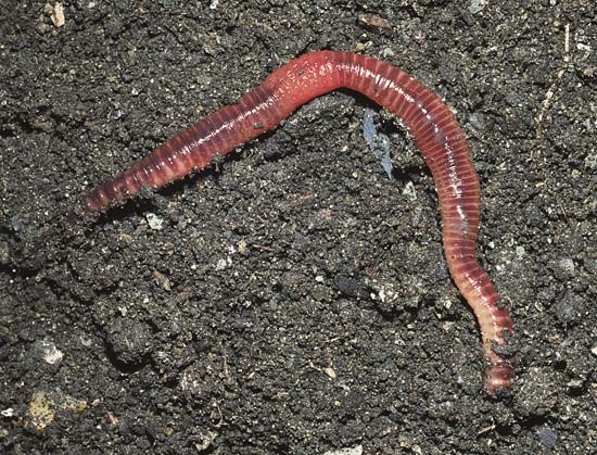 Pharmaceutical grade lumbricus rubellus bulk powder protein 62% dried earthworm powder