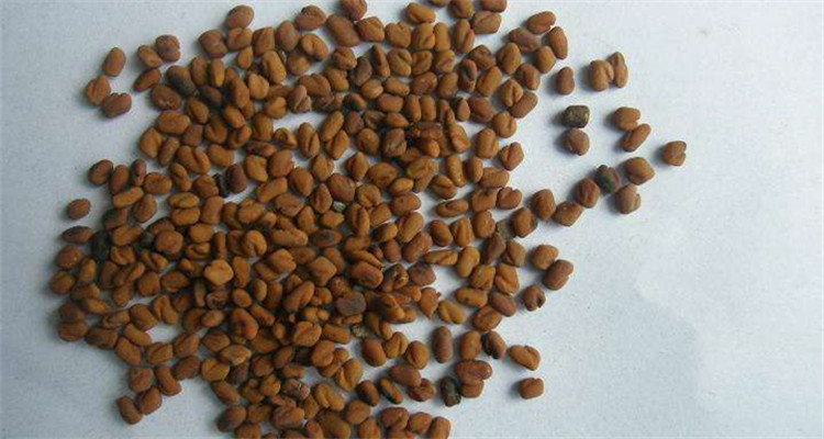 China Herbal Medicine For Penis Enlarge Fenugreek Seed Extract