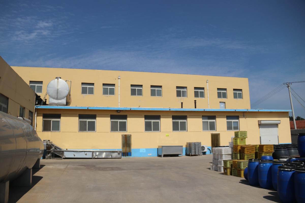 Chinese new crop  with sulfured and unsulfured preserved fruit healthy snacks dried apple ring