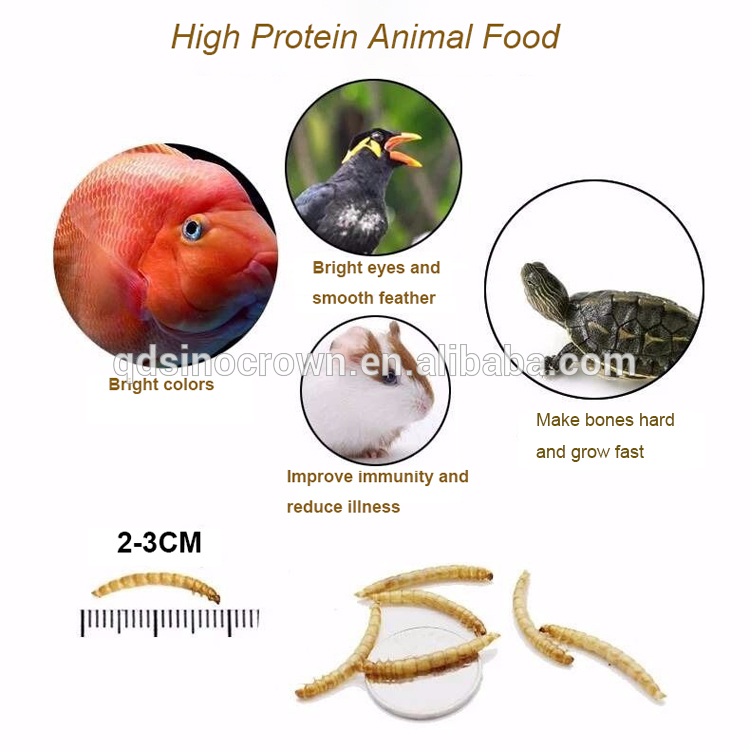 High Protein Natural The Price For Quality Dried Mealworms
