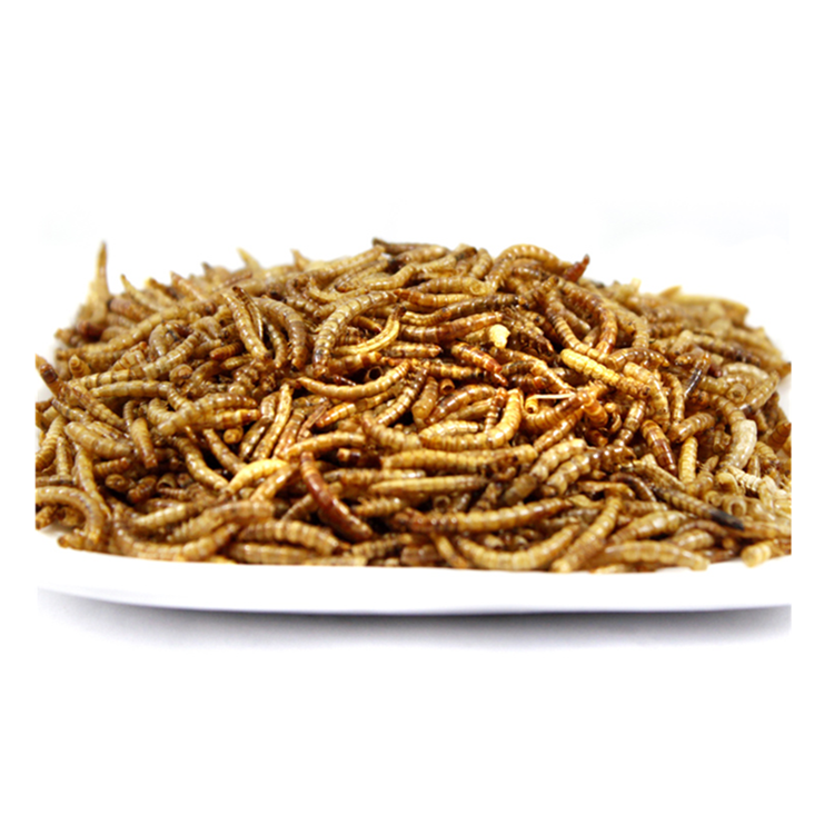 Dried Yellow meal worms,fish food,China price supplier - 21food