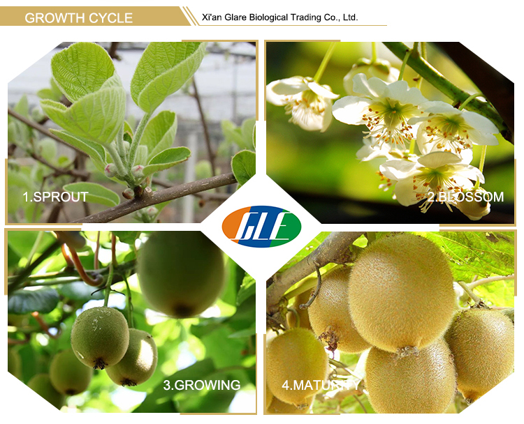 Factory Direct Sales Healthy Snacks Dry fruit Chinese Dried Kiwi Fruit