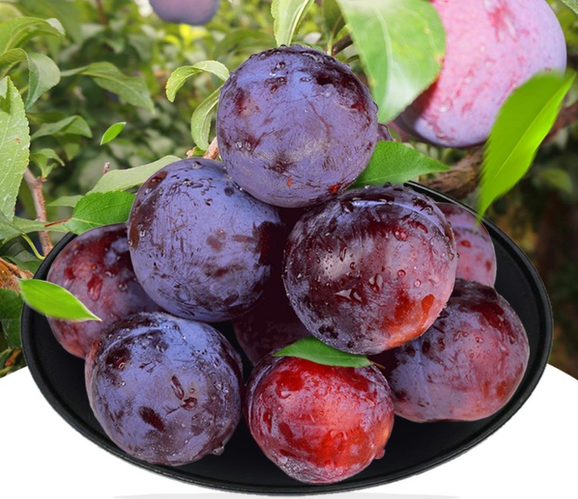 premium-chinese-fresh-plums-juicy-fresh-black-diamond-plum-fruits-for