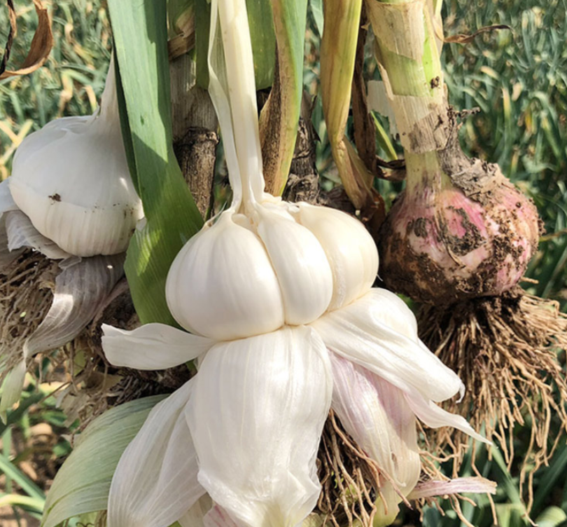 Hot selling low price organic pure white garlic
