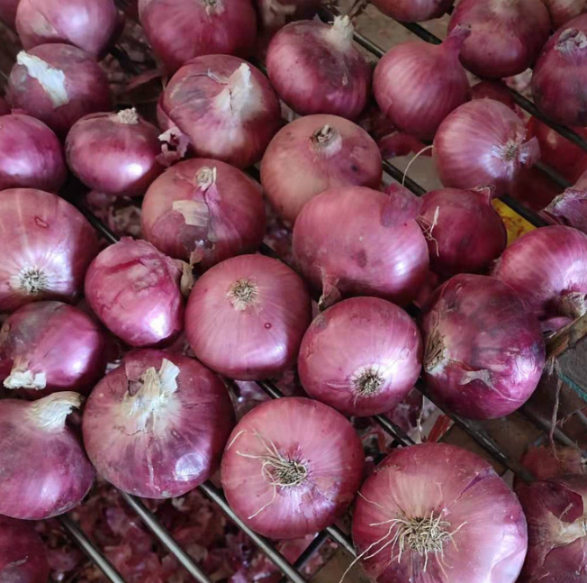Certificate Fresh Red / Yellow Onion Export to America