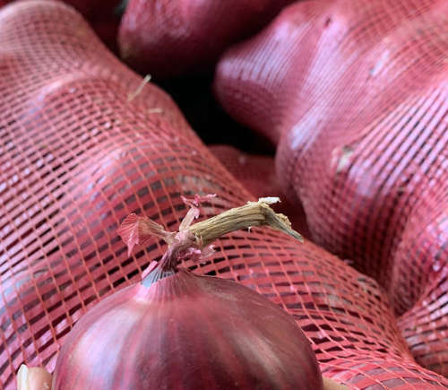 Certificate Fresh Red / Yellow Onion Export to America