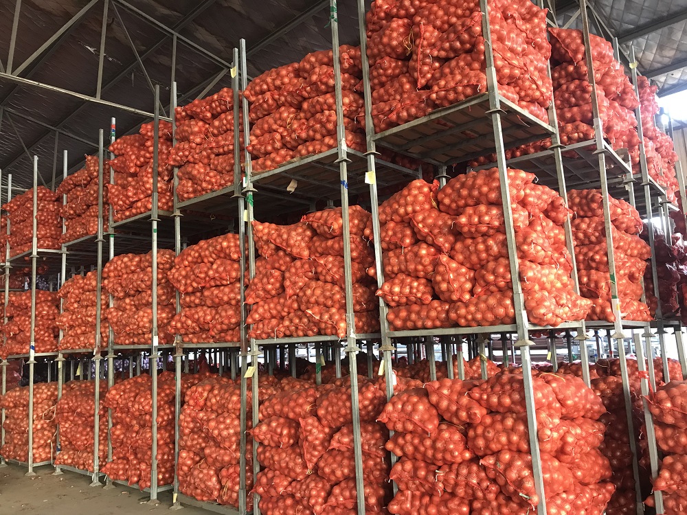 Certificate Fresh Red / Yellow Onion Export to America