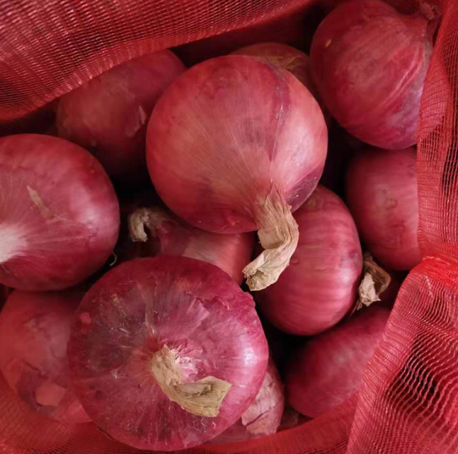 Fresh Red Round Onion for Sale