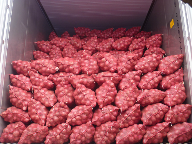Fresh Red Round Onion for Sale