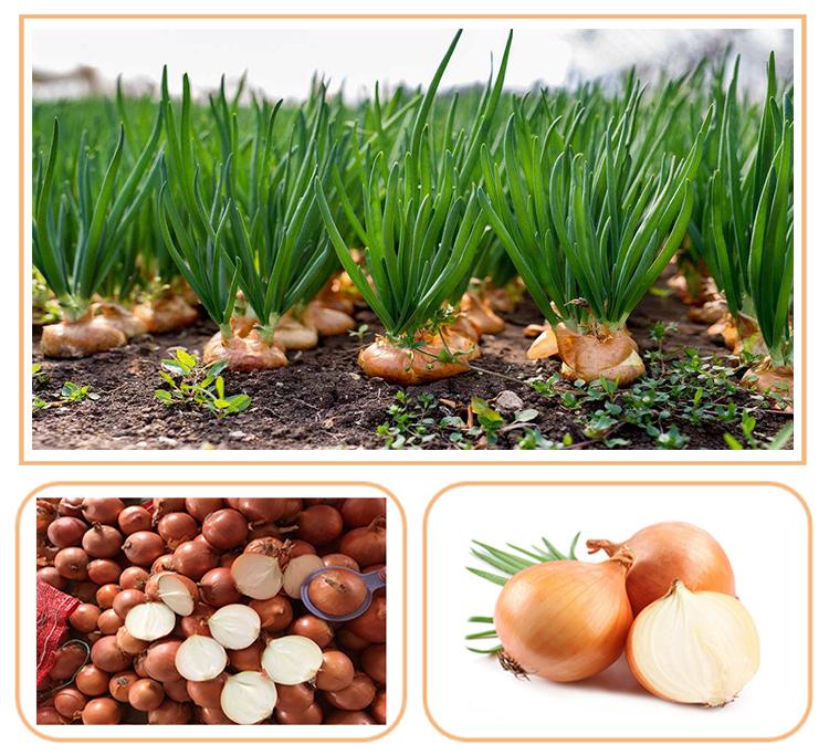 High Nutritious Green Organic Fresh Onion for Sale