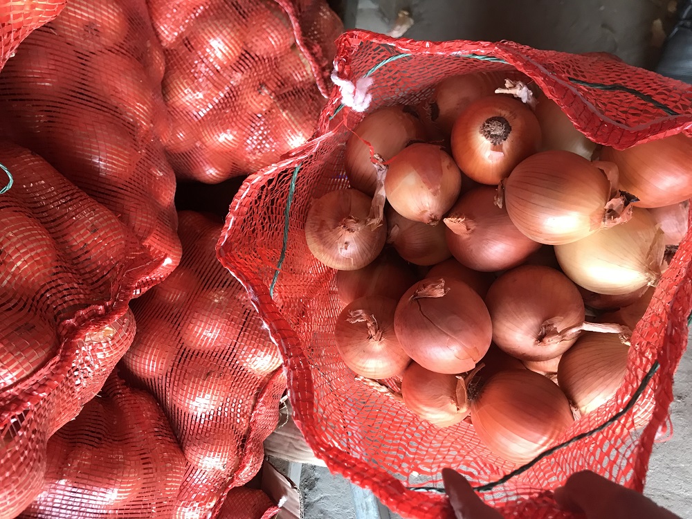 High Nutritious Green Organic Fresh Onion for Sale
