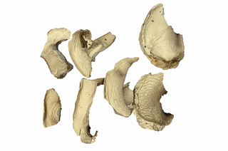 Bulk AD Vegetable Champignon Dehydrated Button Mushroom flakes  For Cooking