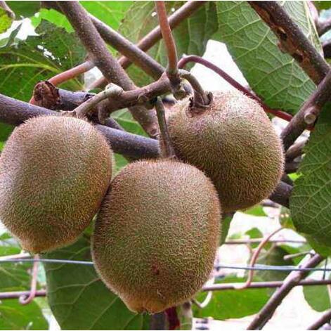 mi hou tao Rich In Vitamins 100% Natural Freeze Dried juice kiwi fruit powder