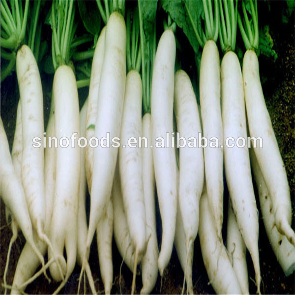 Bai Luo Bo High Yield Easy Planting White Radish Seeds For Growing ...