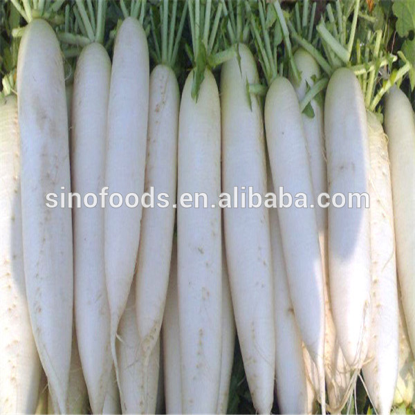 Bai Luo Bo High Yield Easy Planting White Radish Seeds For Growing ...